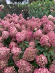 Hydrangea Pixio (7)